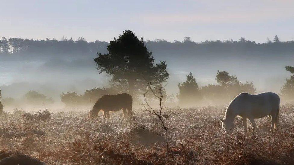 WEDNESDAY - New Forest