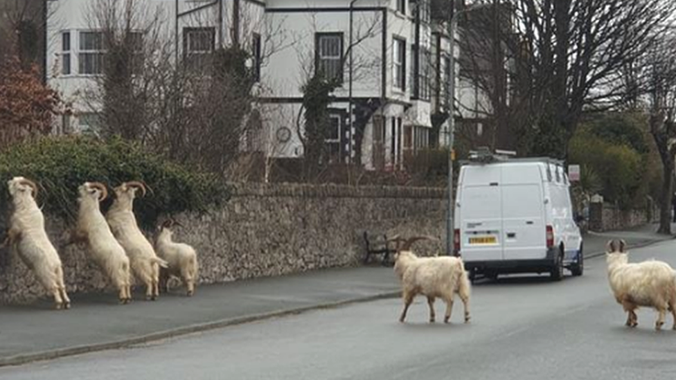 Goats in Llandudno