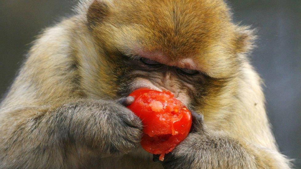 A Barbary macaque in a zoo in Germany