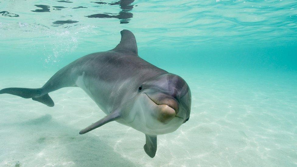 Bottlenose dolphins