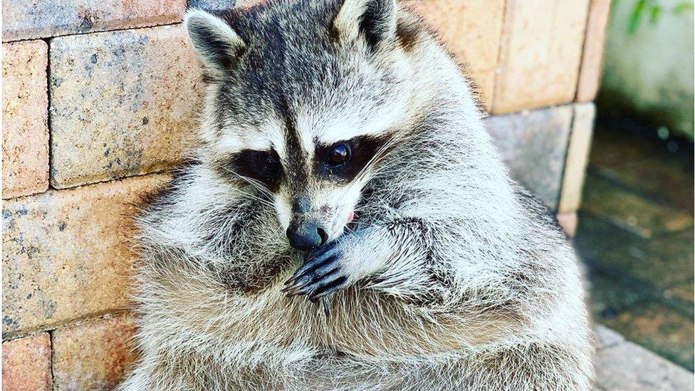 Pumpkin the raccoon