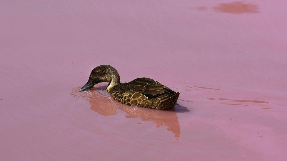 A duck in a pink lake in Melbourne