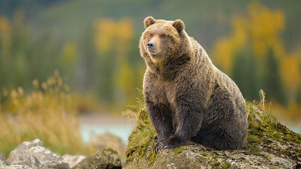 a bear sits on a rock in the wild.