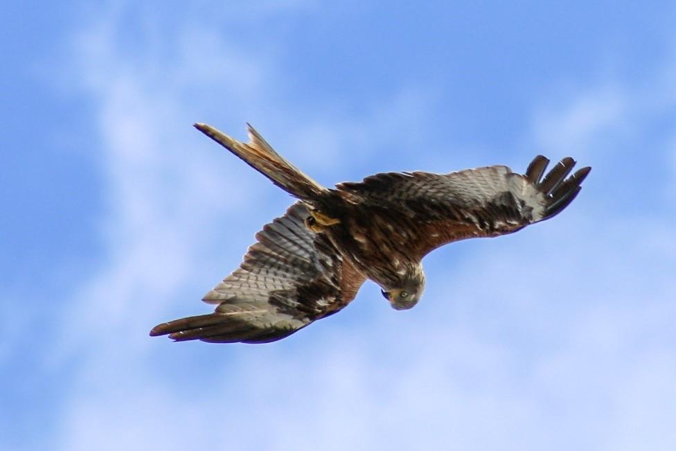 A red kite spotted over Abingdon