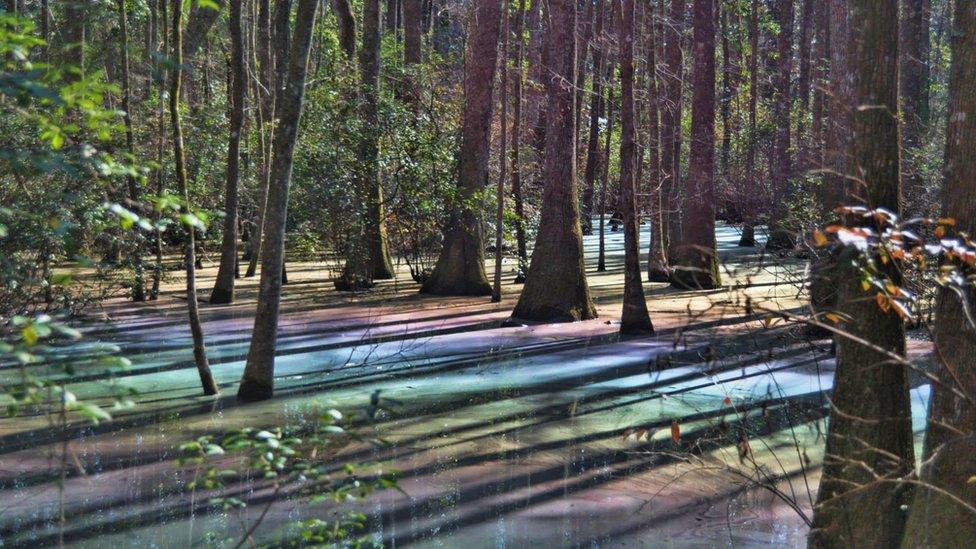 Michael Hussey captured the rainbow sheen on his land in Tallahassee, Florida