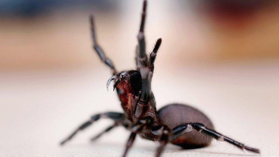 Funnel-web spider