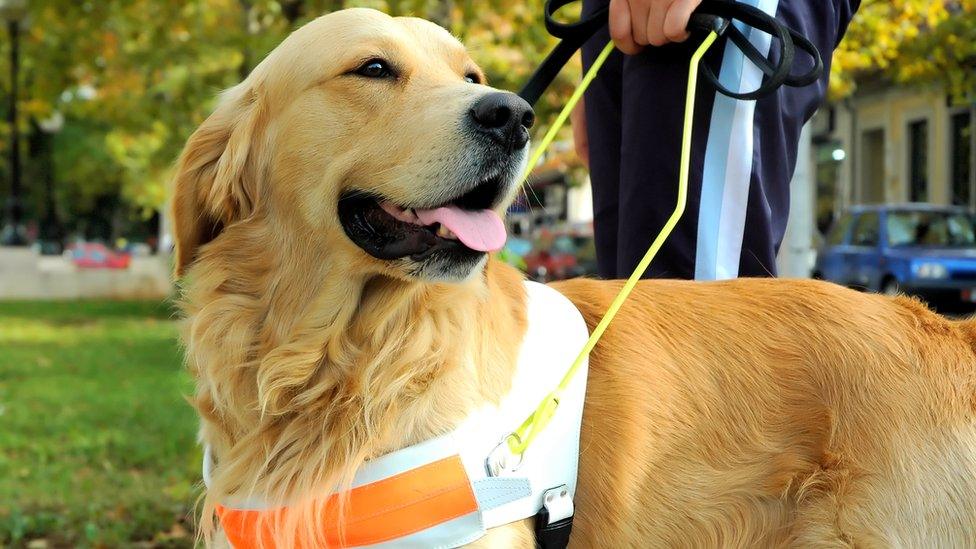 A guide dog helping a blind person