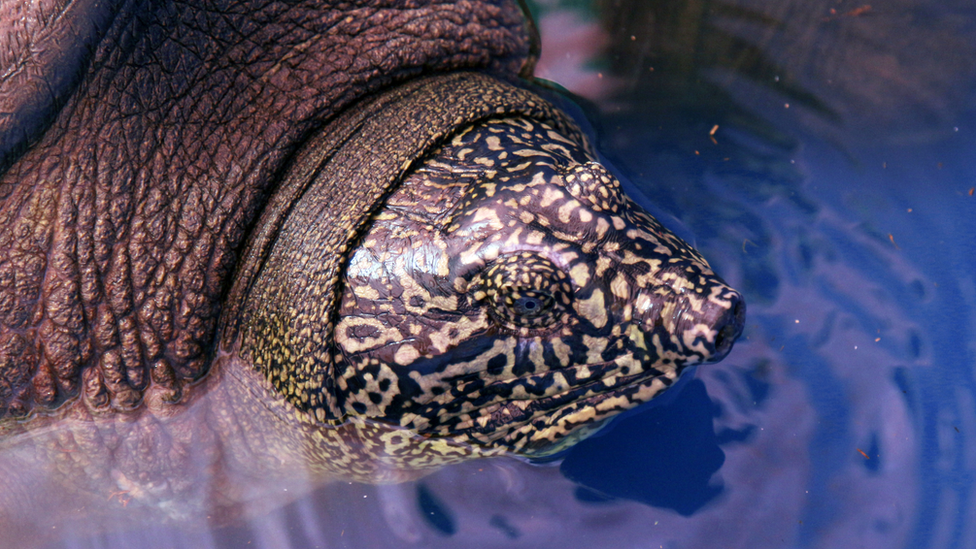 Swinhoe's-softshell-turtles.