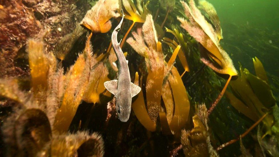 Kelp and dogfish