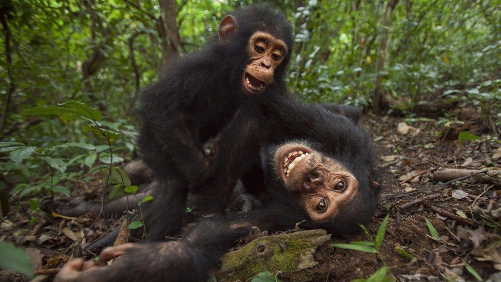 Two chimpanzees playing together