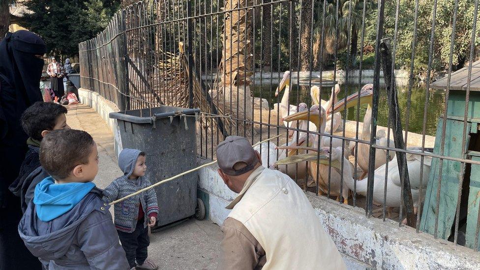 Pelican enclosure at Giza Zoo