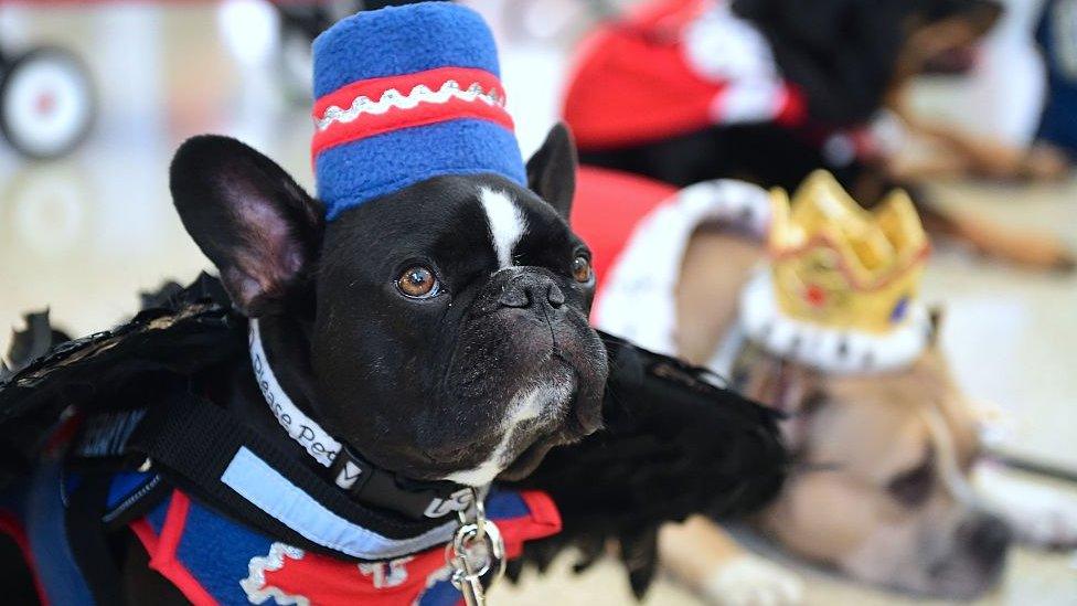 French bulldogs are overtaking Labs as the most popular in the UK