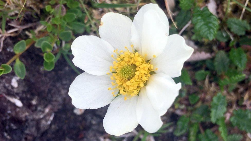 Mountain Avens