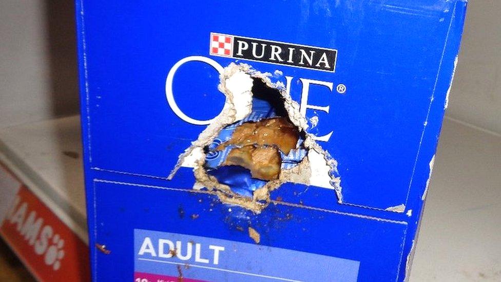 Damaged cat food box