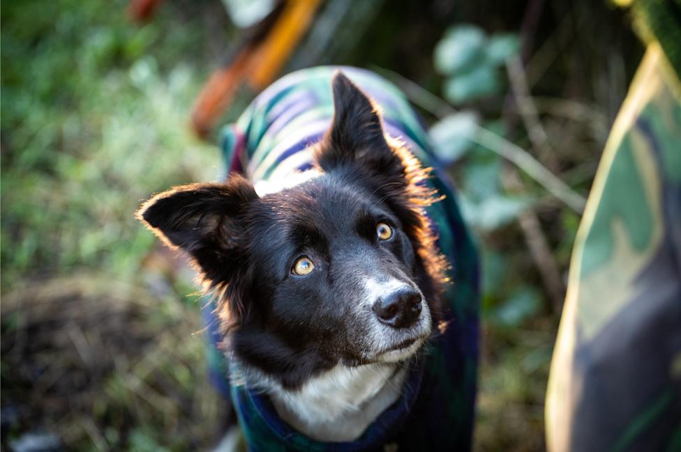 Cariad, the border collie