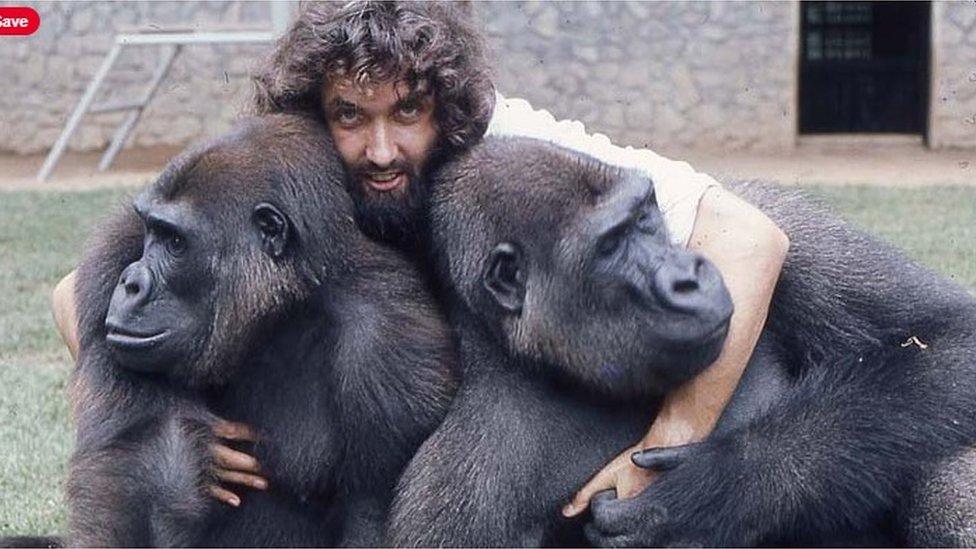 Bob Golding with two gorillas he reared