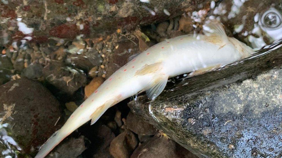 A close up of a dead fish in the river, possibly a trout