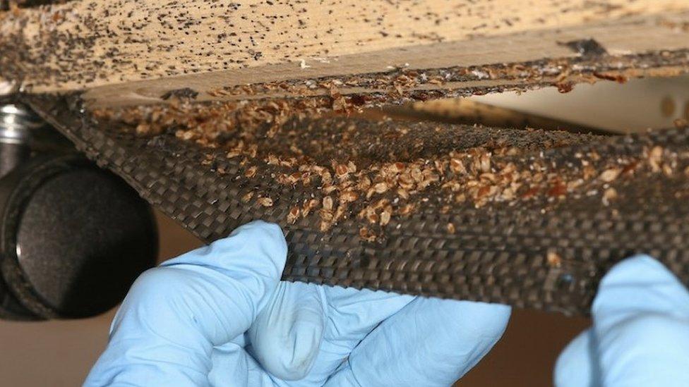 Bedbugs thrive where their hosts reliably return to a bed or nest every night to be fed upon