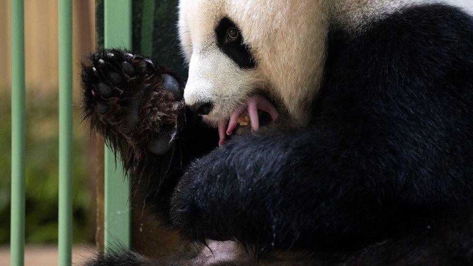 panda with baby in it's mouth