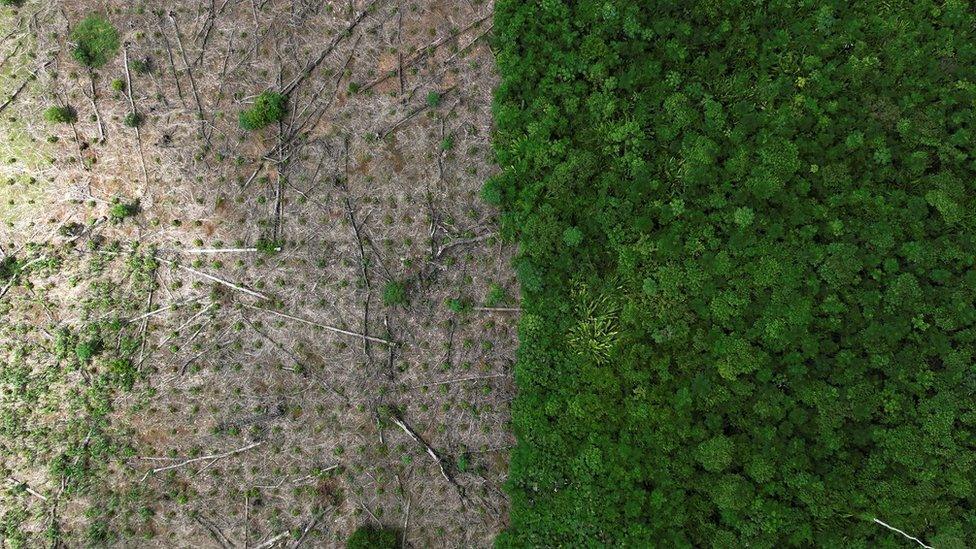 Picture of deforestation in the Amazon