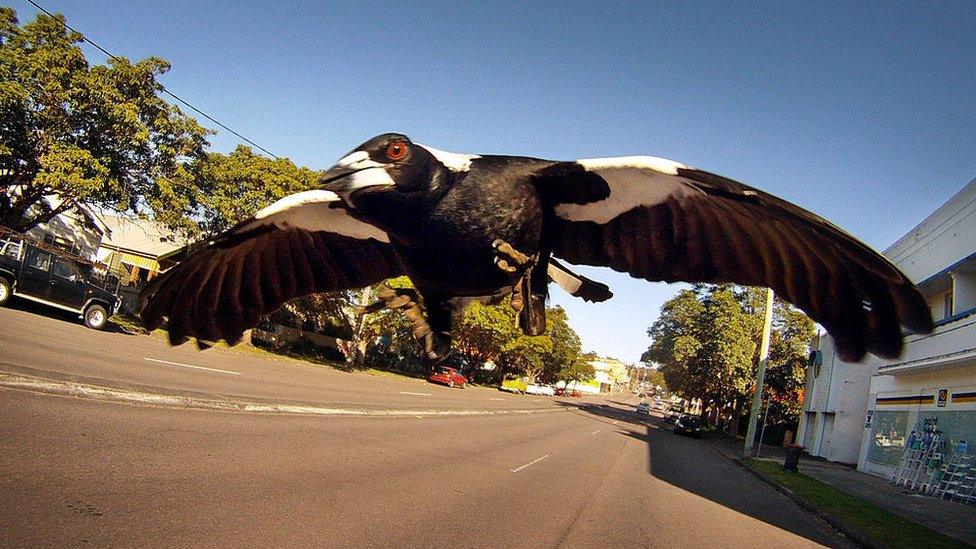 A magpie swooping