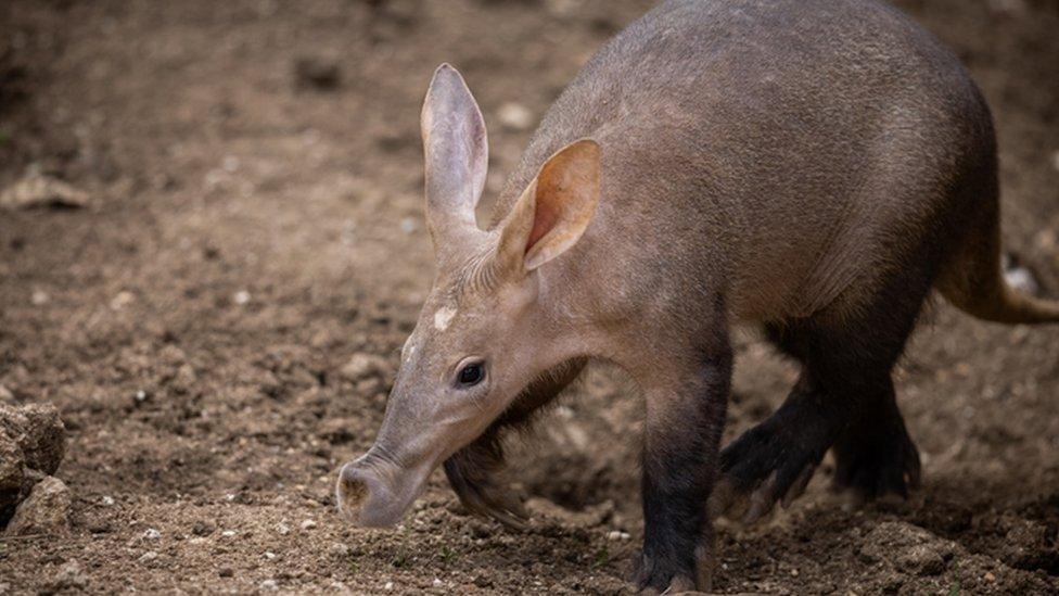 Aardvark