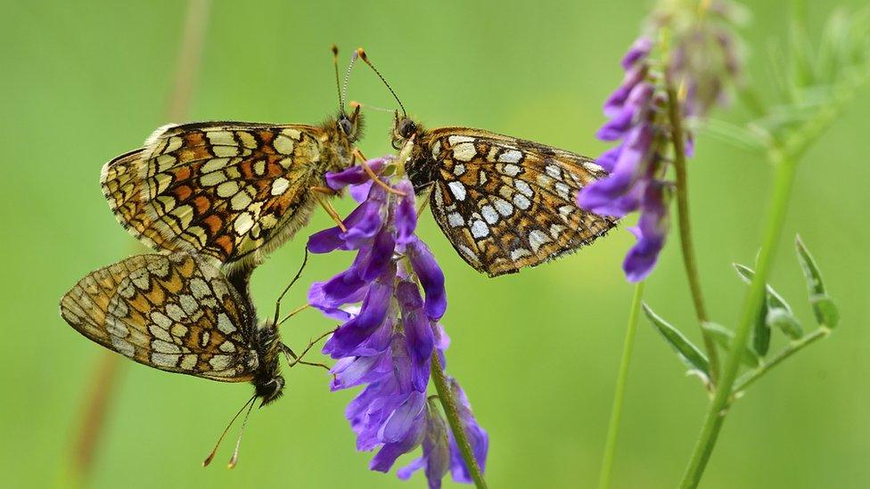 The Heath Fritillary Butterflies on a flower