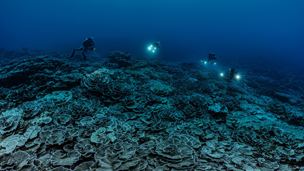 Divers explore the giant, deep reef off the coast of Tahiti