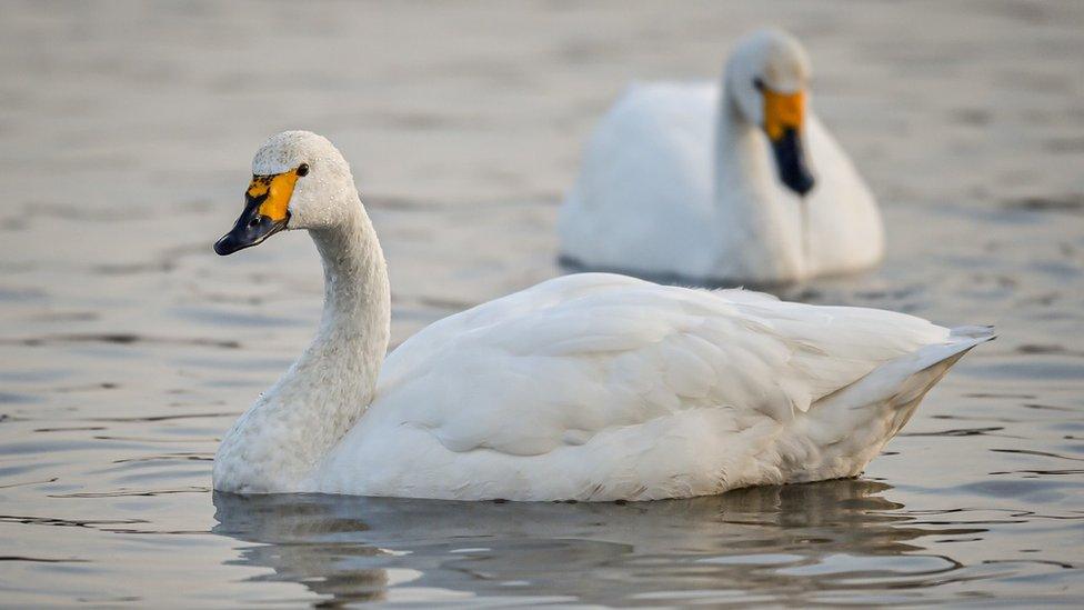 Bewick's Swans at Slimbridge