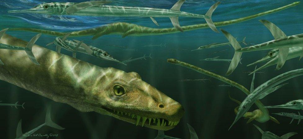 An artist's impression of Dinocephalosaurus orientalis swimming alongside prehistoric fish known as Saurichthys