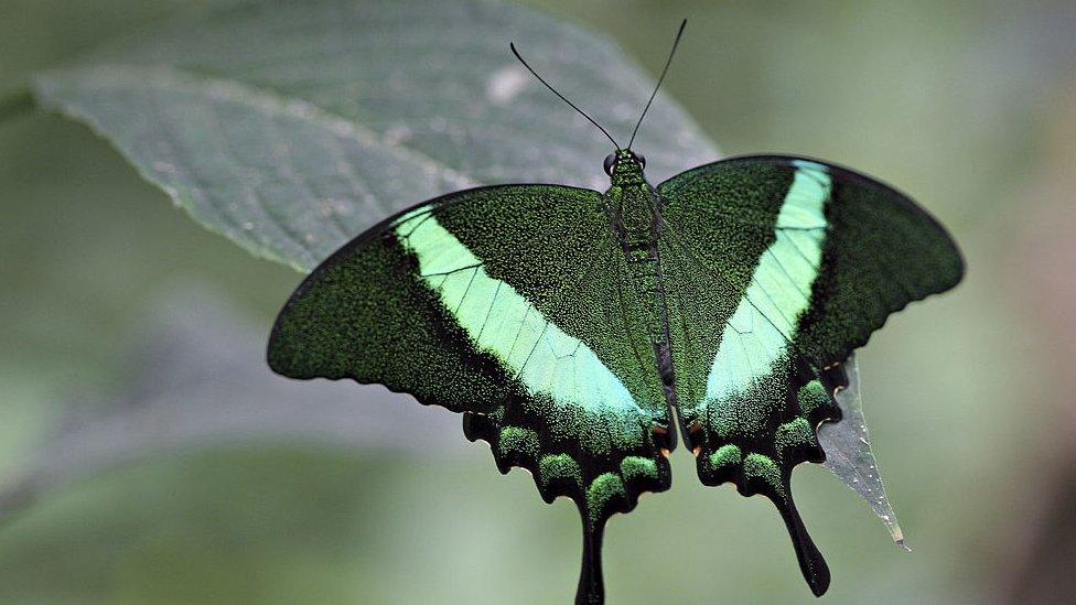 Emerald-Swallowtail-butterfly-spreading-its-wings.