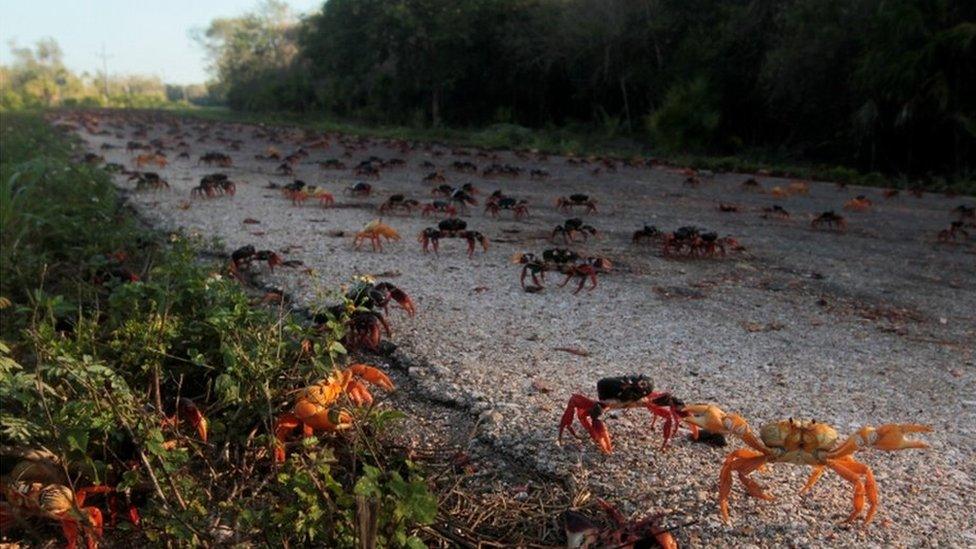 Lots of crabs walking down a road