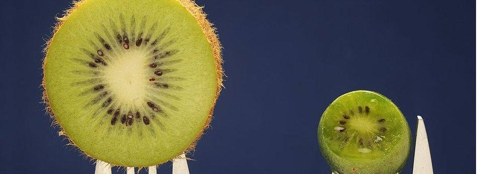 A picture taken on October 4, 2010 shows two kiwis in Labatut, southwestern France