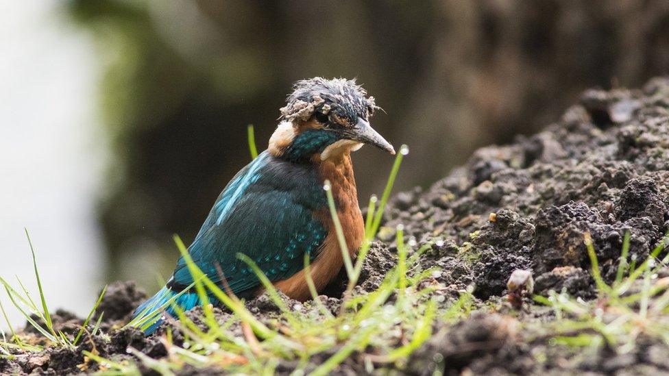 Kingfisher chick