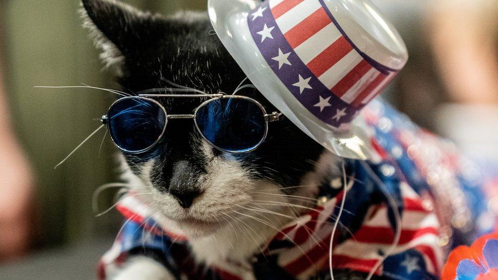 A-cat-with-a-blue-red-and-white-top-hat-and-blue-sunglasses.