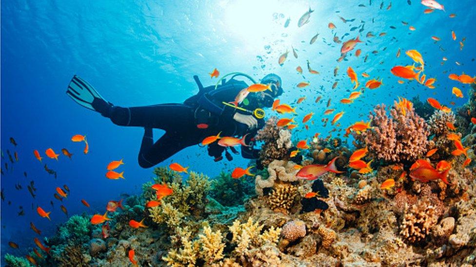 Diver in the Red Sea