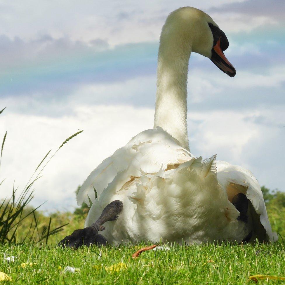 A swan relaxing in Mountsorrel Staithe in Leicestershire