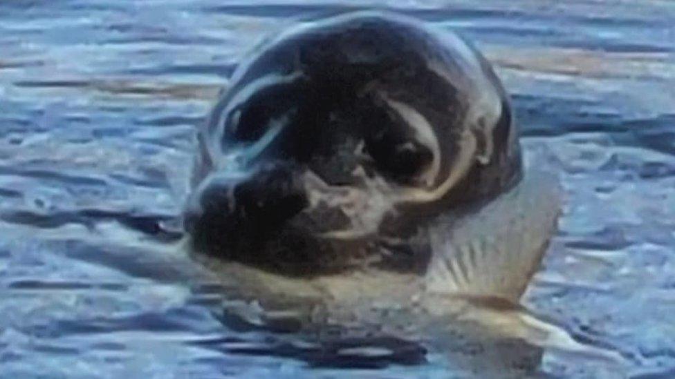 Seal swimming in fishing lake