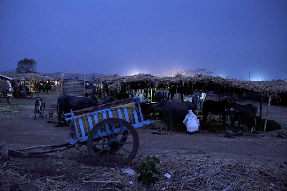 cattle camp in beed