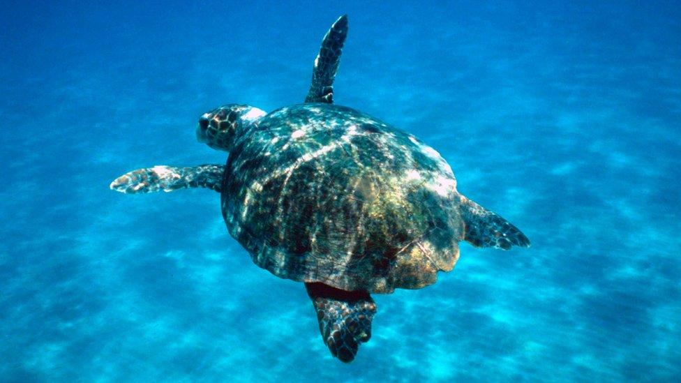 Leatherback-turtle