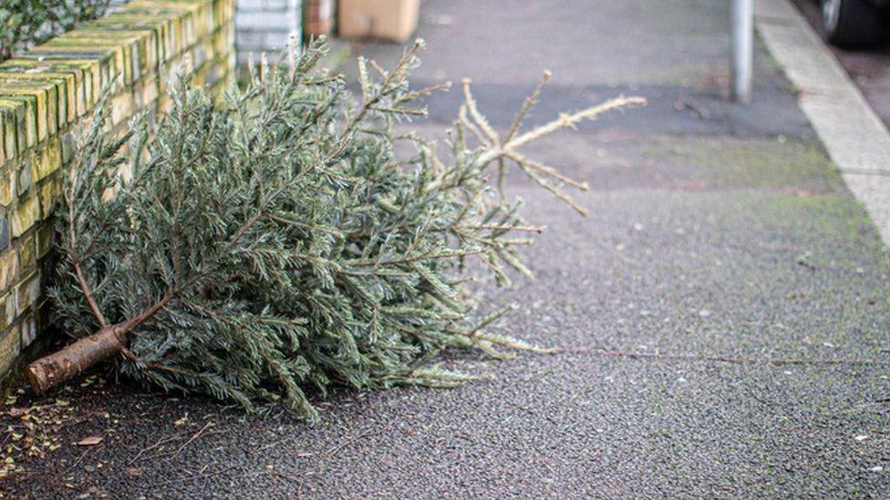 A Christmas tree on the side of the road