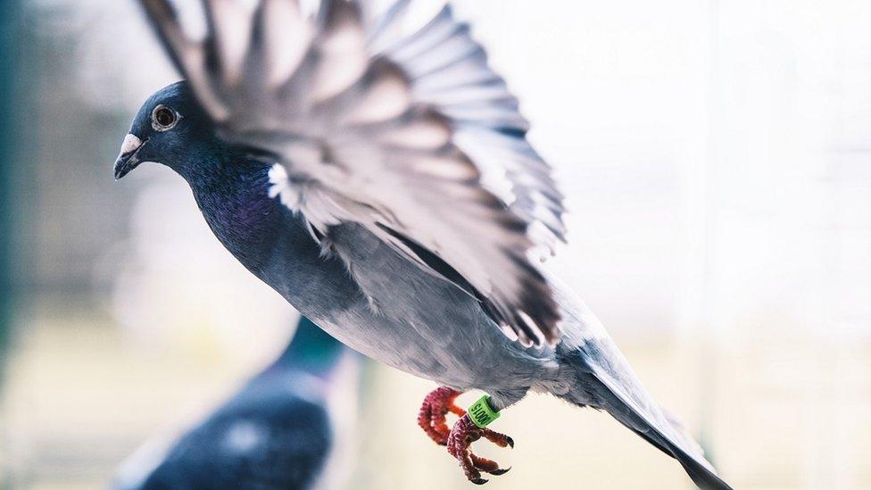 One of the pigeons bought by Peta