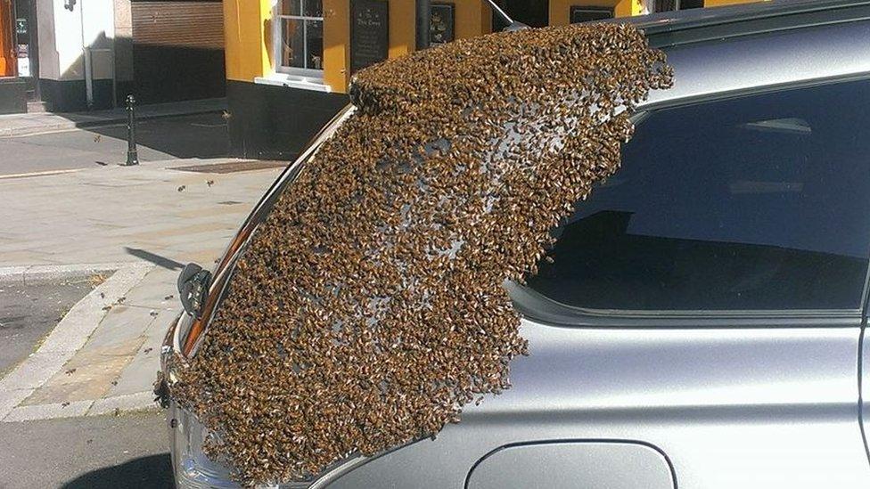 A swarm of bees on a car in Haverfordwest