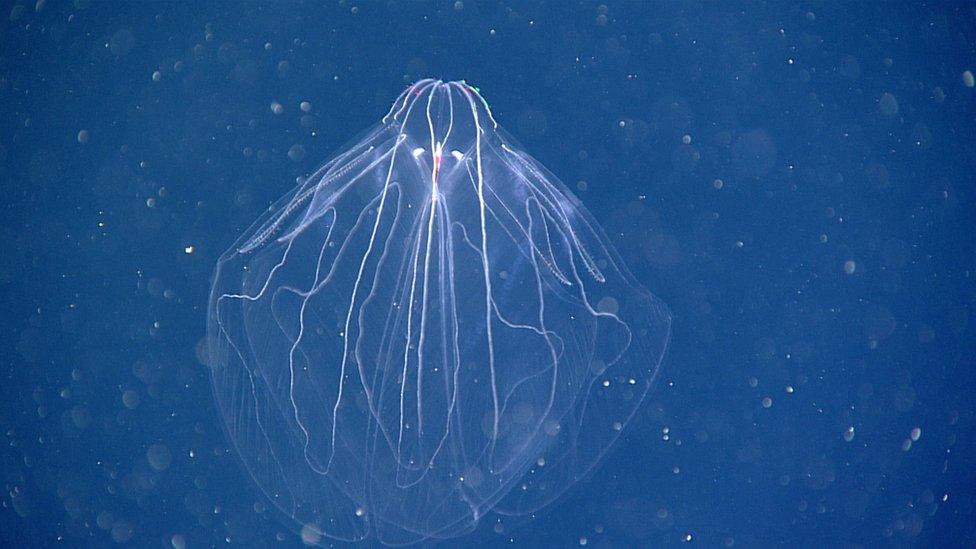 Bathocyroe fosteri ctenophores