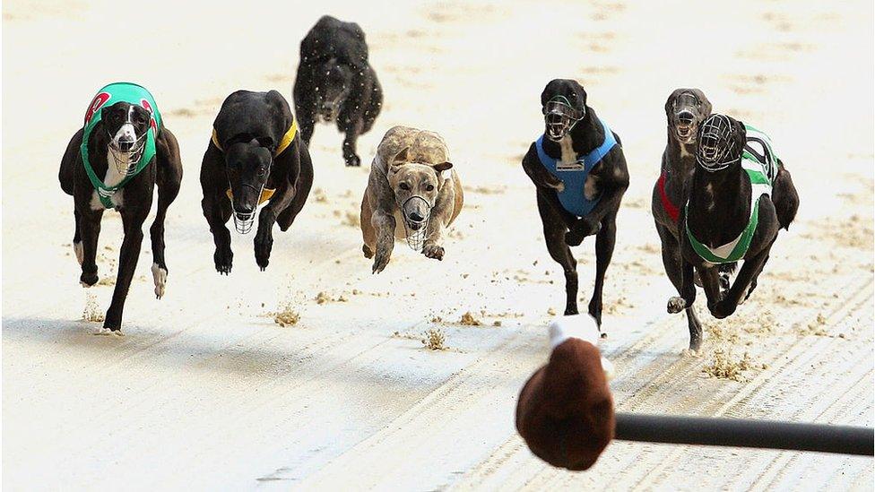 Greyhounds race at a track in Melbourne