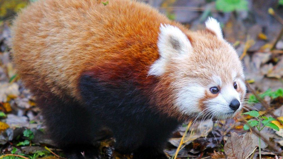 red panda