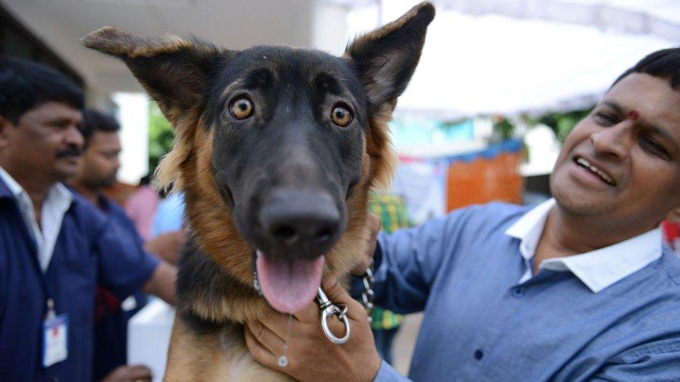 A veterinary clinic employee gives a rabies vaccination to a pet dog in Hyderabad