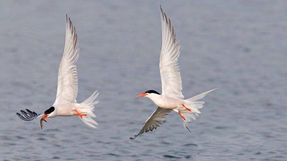 common tern