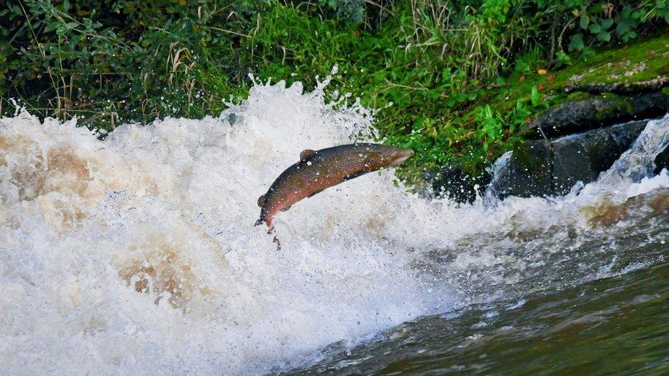 Leaping Shrewsbury salmon