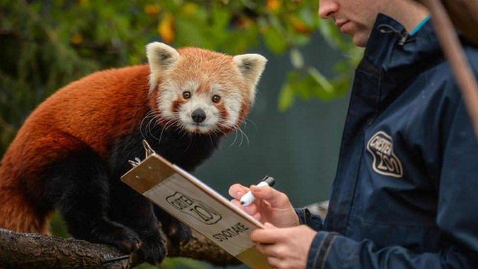 Red Panda cub called Hong